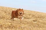 CHIEN FINNOIS DE LAPONIE 240
